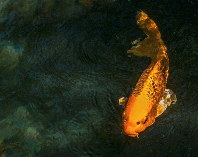 Koi fish, a symbol of good fortune and longevity