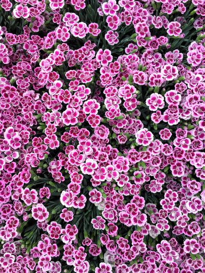 Full frame shot of pink flowers