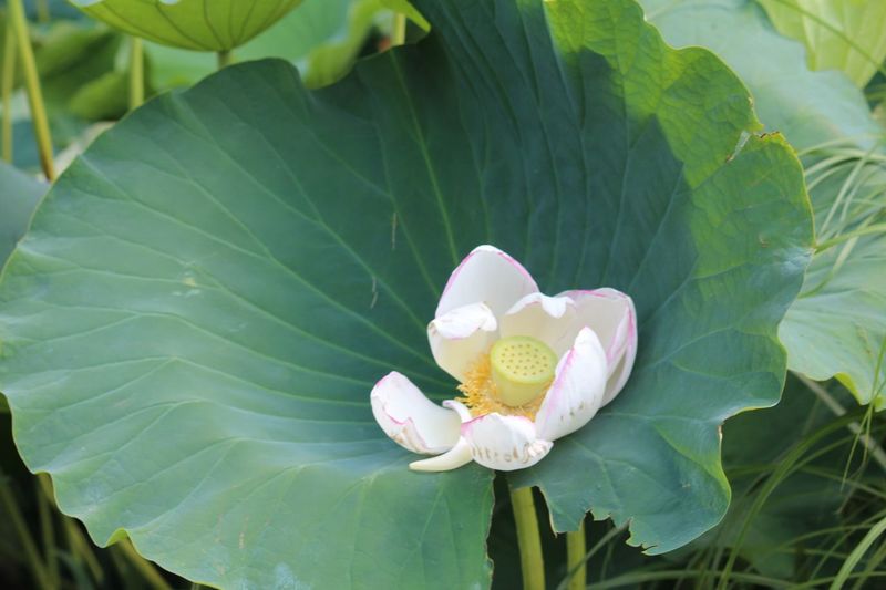 Close-up of lotus water lily on leaves
