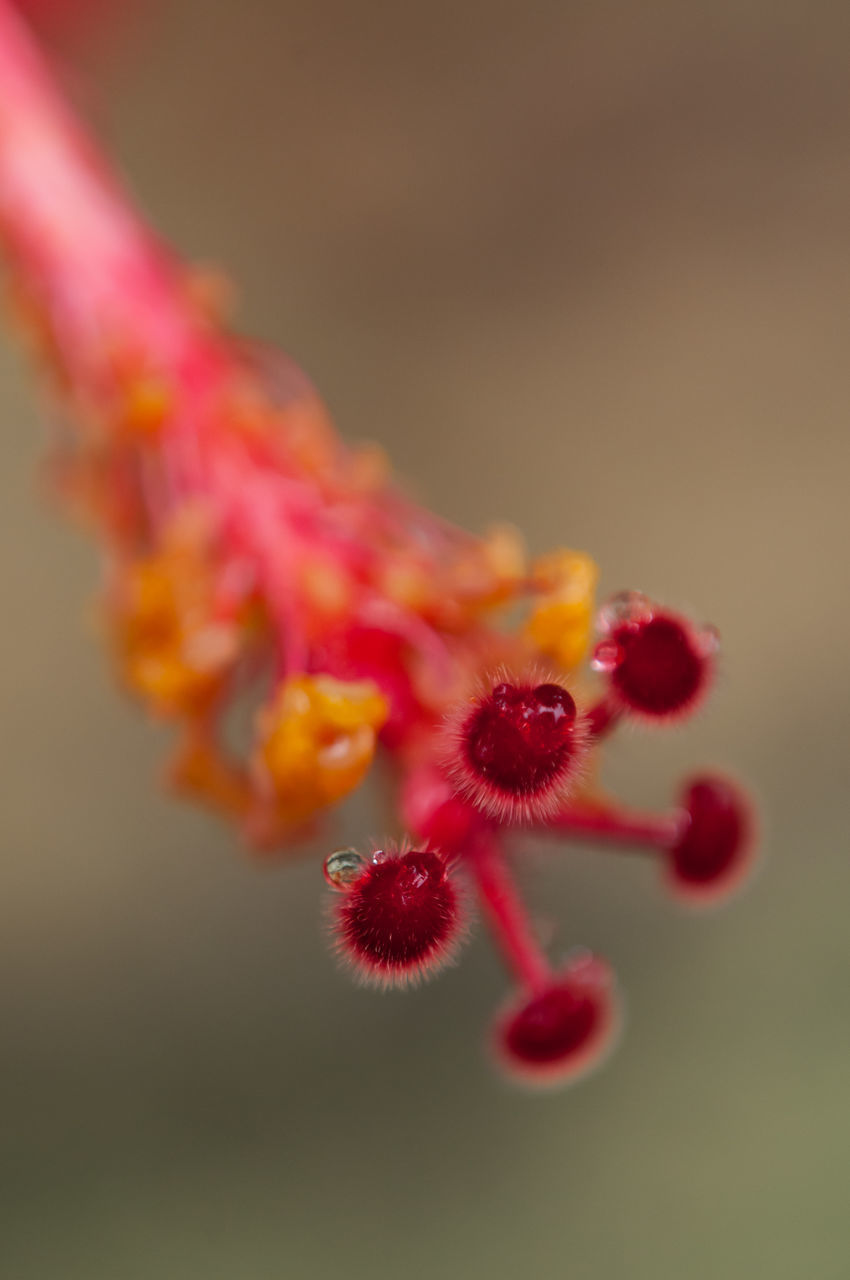 CLOSE-UP OF RED FLOWER