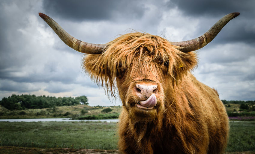 Close-up of highland cattle on field against cloudy sky