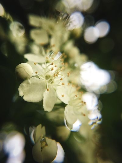 Close-up of white flowers on tree