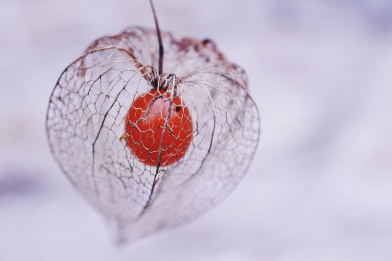 Close-up of winter cherry