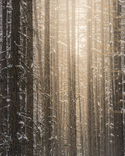 Sun shining through the trees in a winter forest