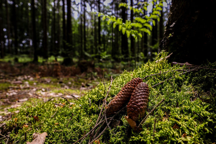 Cones lying on a forest ground