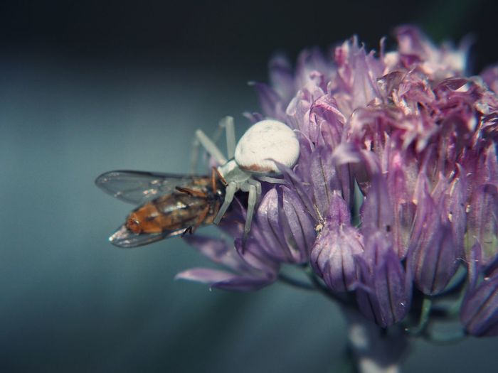 Close-up of insect on flower