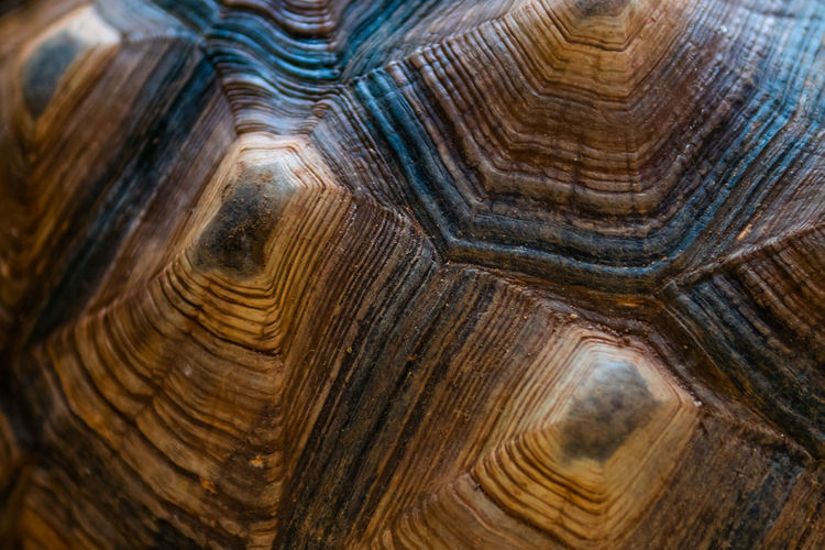 Full frame shot of tortoise shell