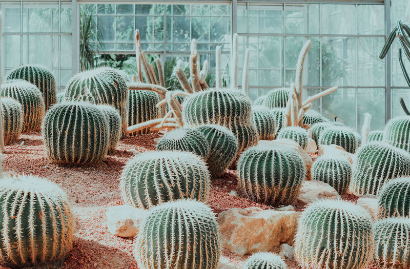 High angle view of barrel cactus plants