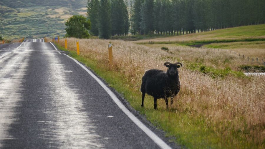 View of black sheep standing beside road looking at me