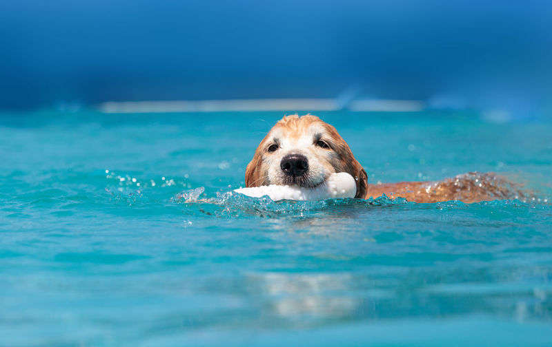 Portrait of dog swimming in pool