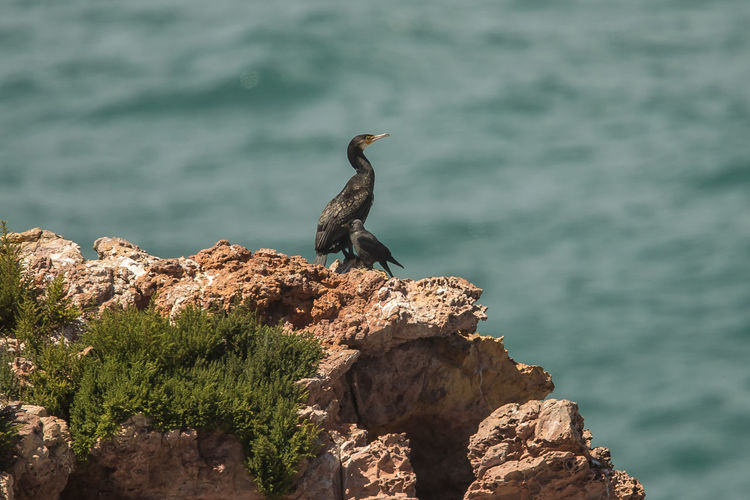 Birds perching on rock against sea
