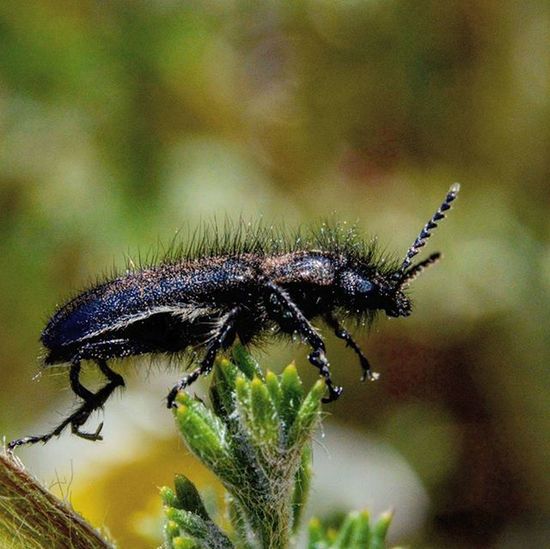 Close-up of insect