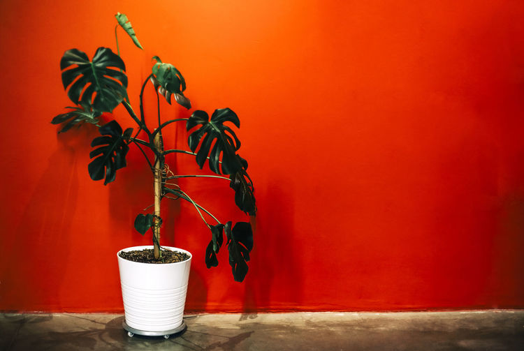 Close-up of potted plant against red wall