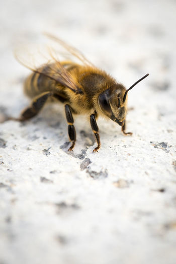 Close-up of bee on the ground