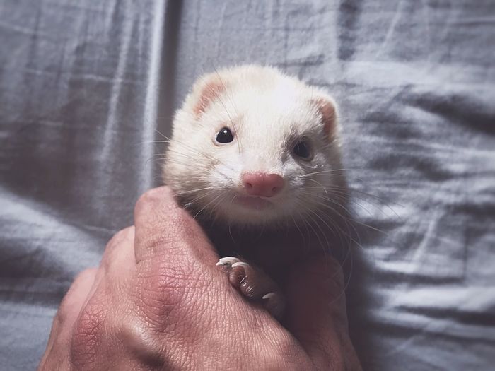 Close-up of hand holding ferret