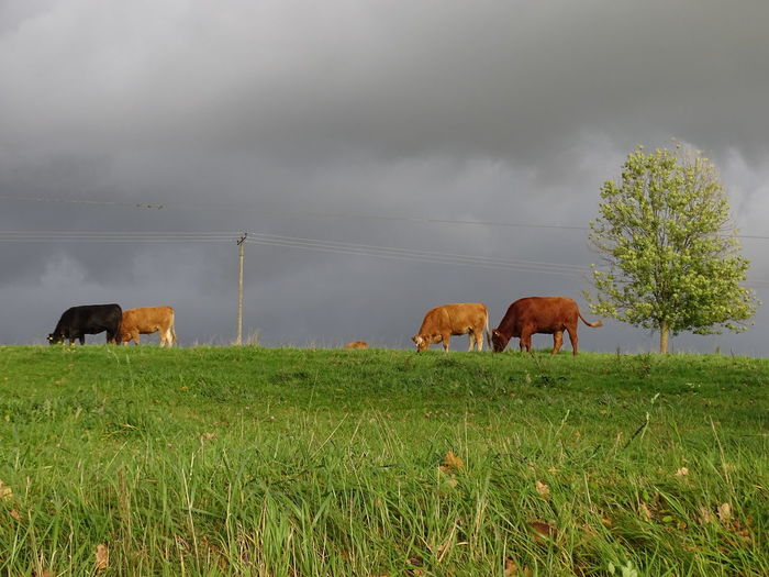 Stormy mood in the pasture