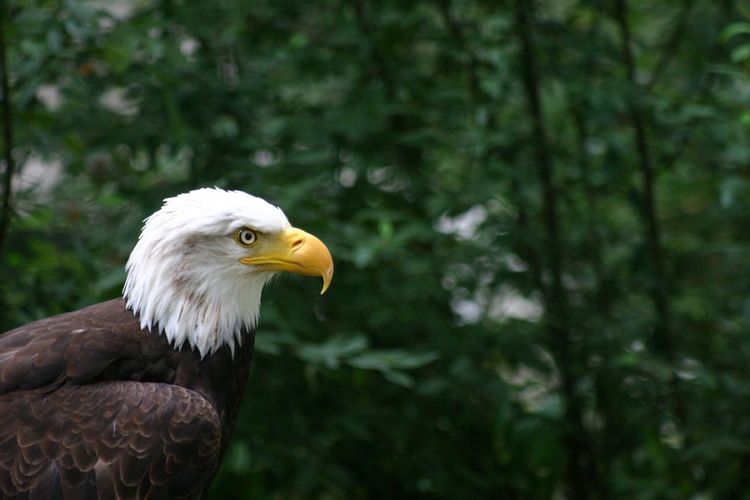 Side view of bald eagle perching against trees