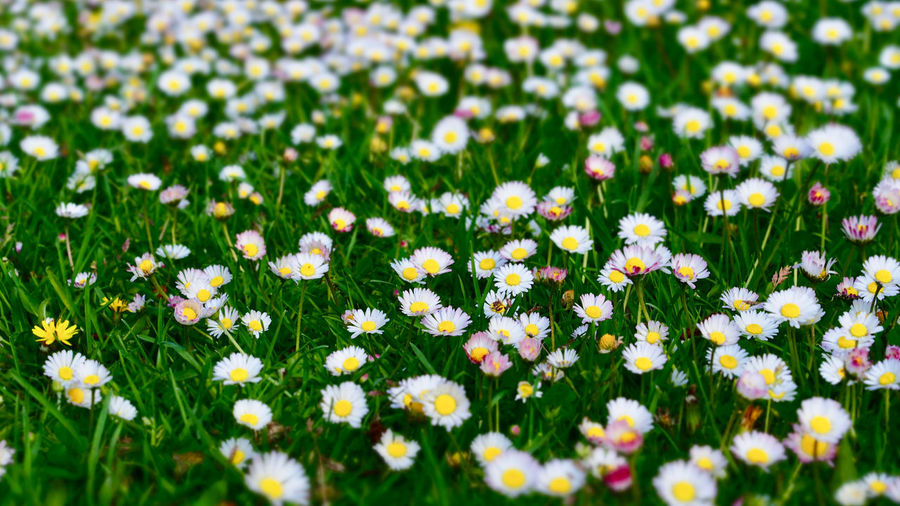 Close-up of white daisy flowers on field