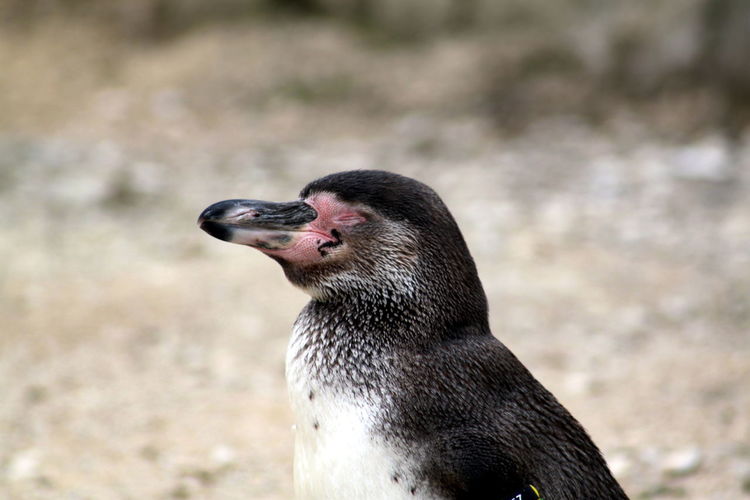 Side view of penguin on field