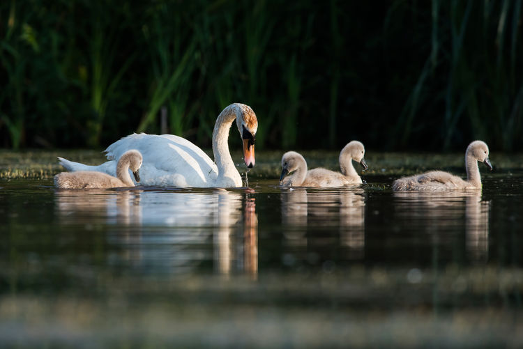 Family of mute swan, cygnus olor on a feeding ground with young at dawn