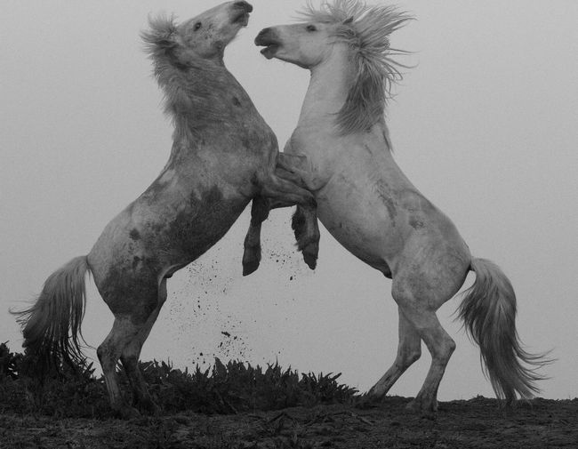 Wild stallions