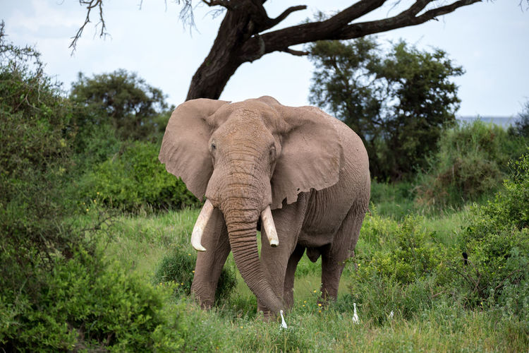 View of elephant on landscape
