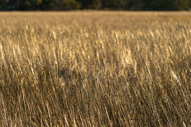 Sunset view of marsh grass, also know as spartina