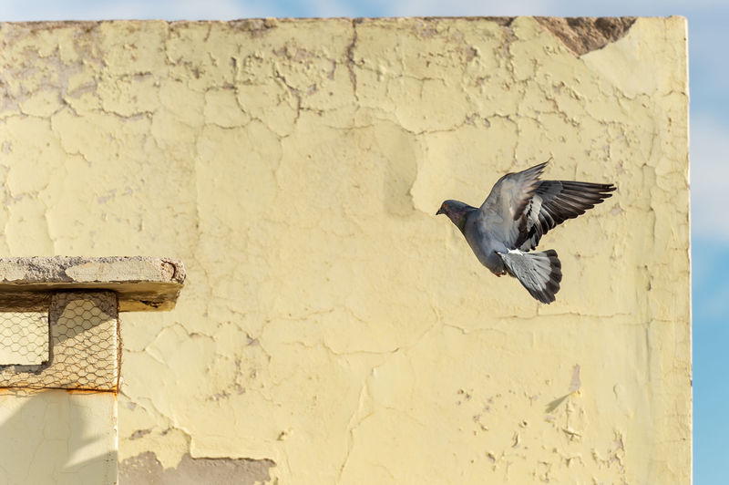Pigeon flying against wall