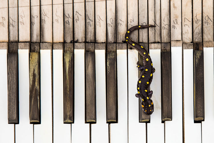 Directly above view of salamander on piano keys