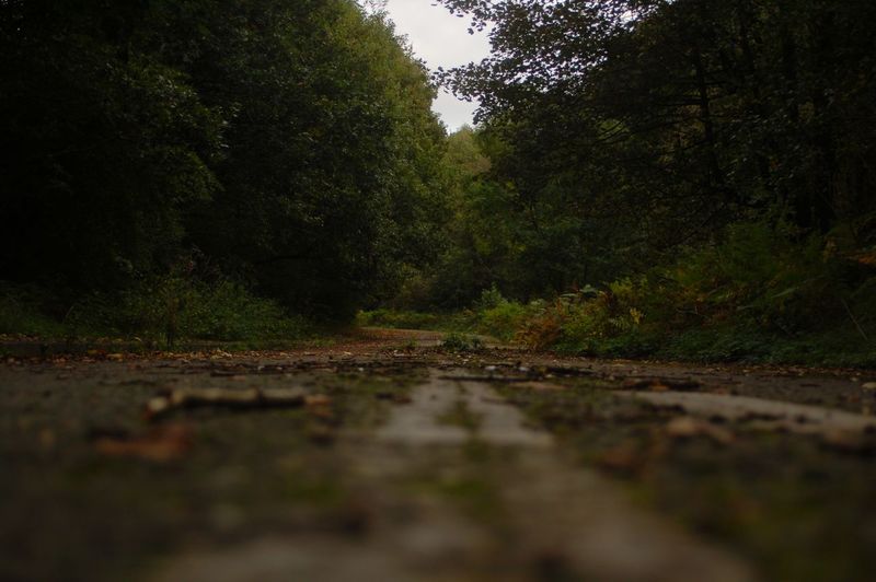 Surface level of road in forest