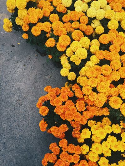 High angle view of marigolds blooming outdoors