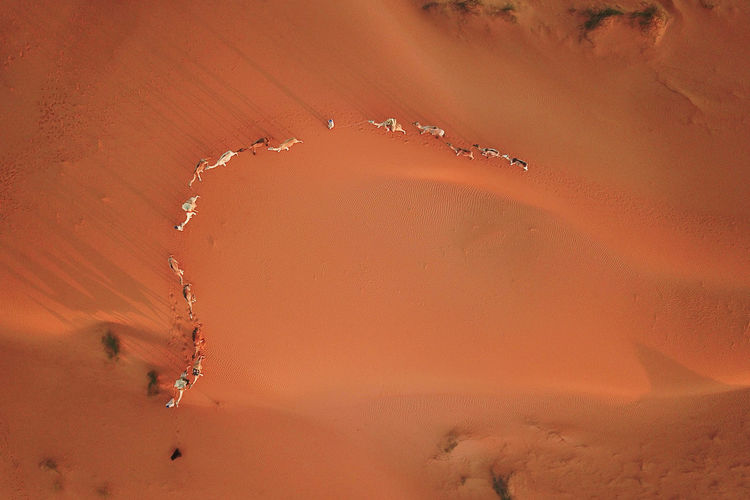 Camel caravane in sand dunes of sahara desert photographed by drone