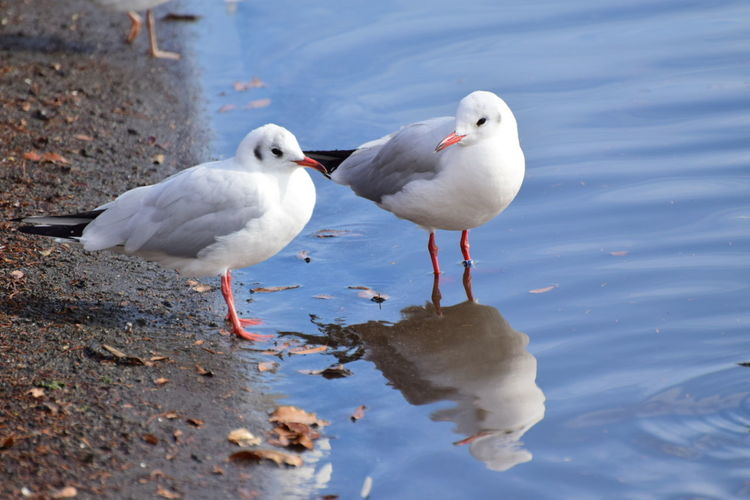 Close-up of seagulls on shore