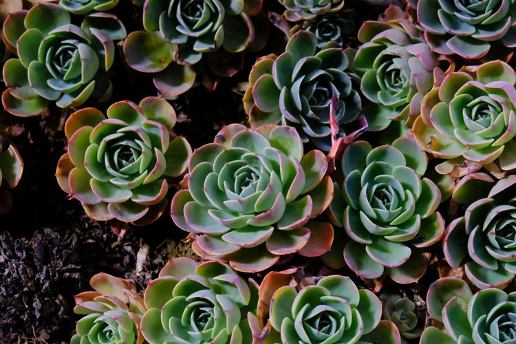 Full frame shot of cactus plants