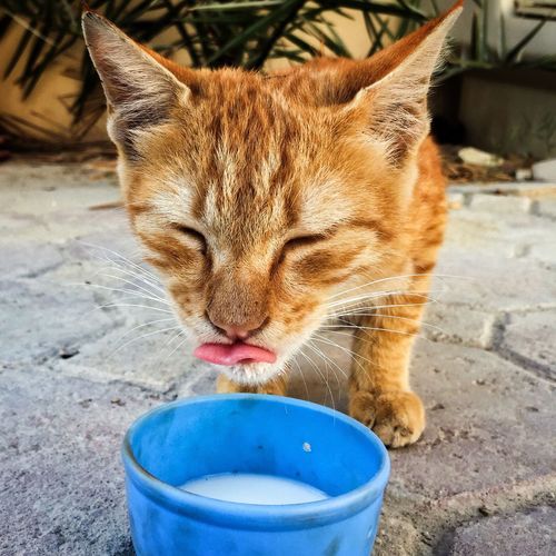 Close-up of cat drinking milk from bowl