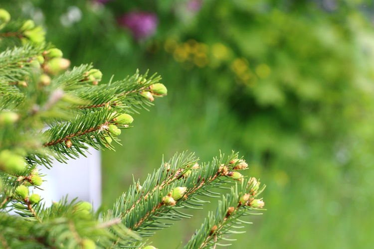 Close up of young pine twigs