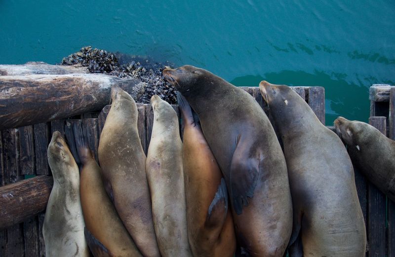 High angle view of sea lions relaxing on wooden pier over lake