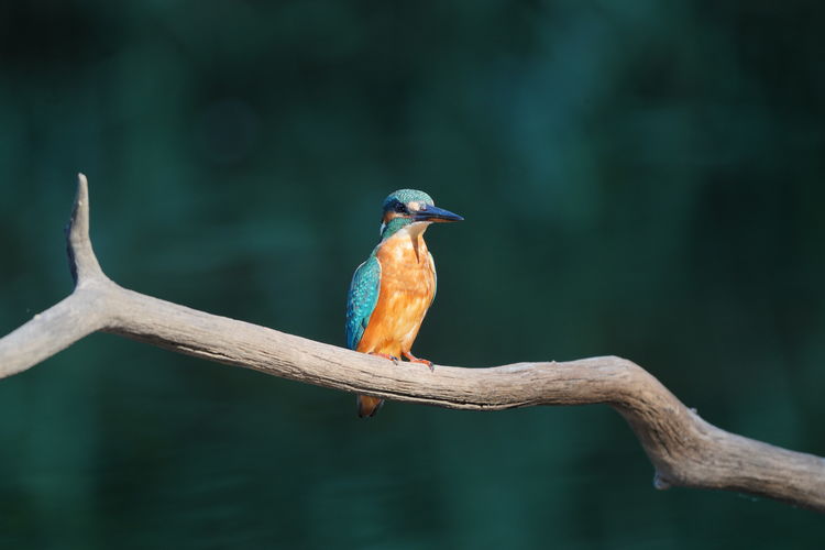 Malachite kingfisher , beautiful small blue and orange river kingfisher. with copy-space.