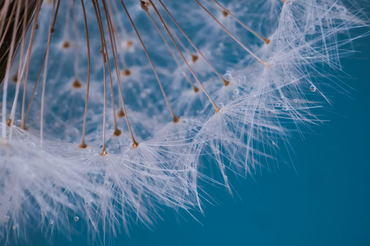 Close-up of faded dandelion against blue background