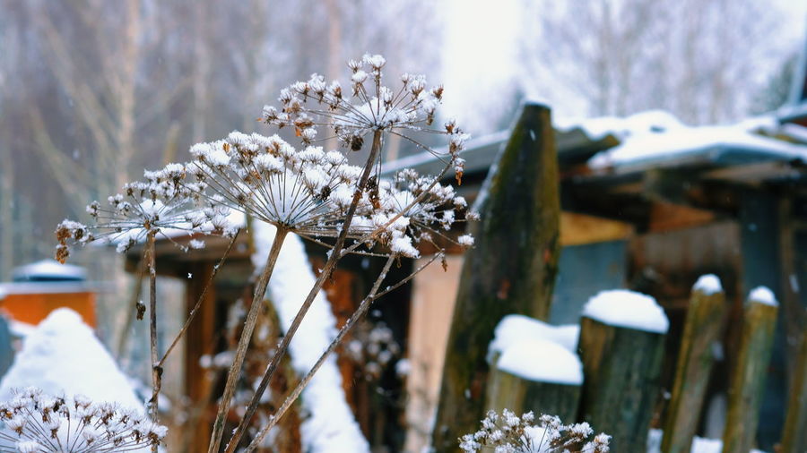 Close-up of snow on plants during winter
