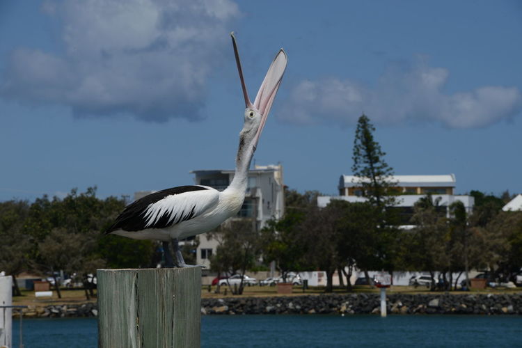 Seagull flying over wooden post against sky