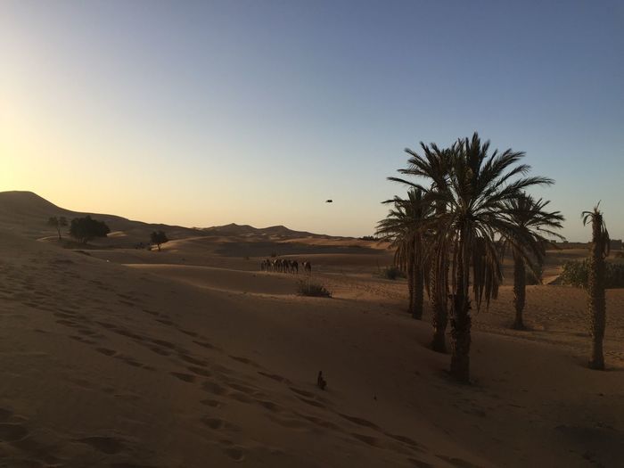 Scenic view of landscape at sunset