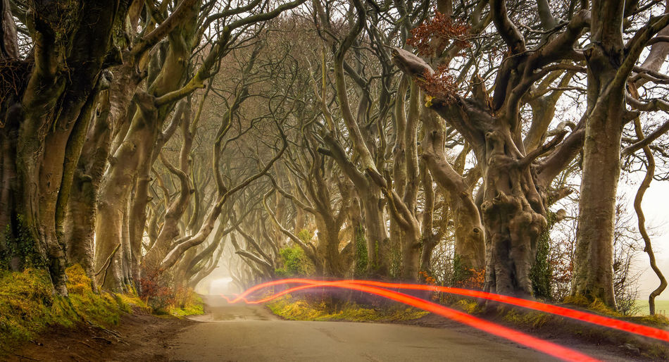 Light trails on road in forest