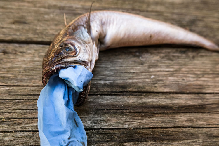 Cod fish dead eating plastic,medical glove garbage waste,pollution,covid disease