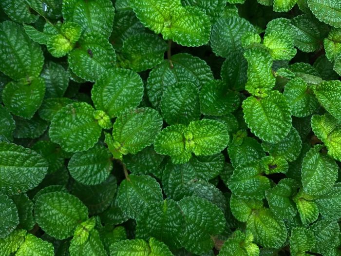 Full frame shot of green plant