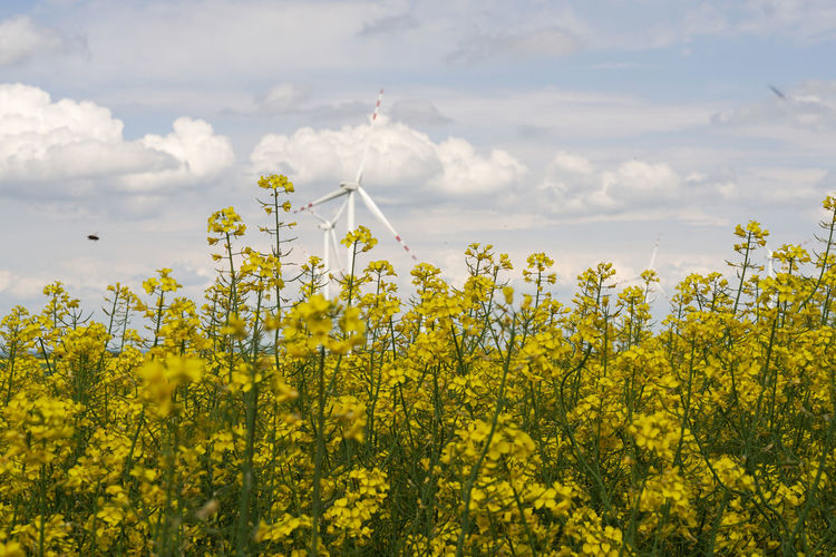 Yellow flowering oilseed on field against sky. wind turbine.