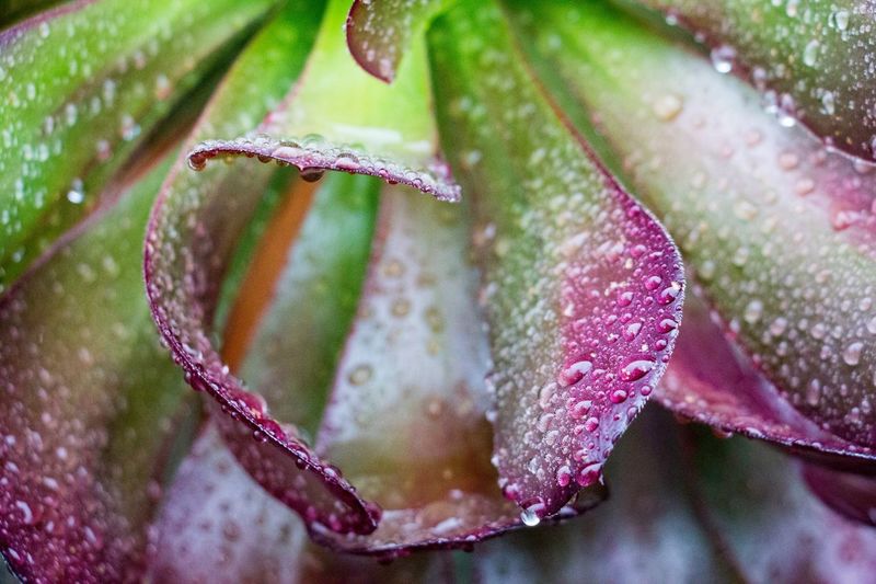 Close-up of wet purple succulent plant
