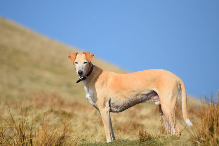 Side view portrait of a dog on landscape