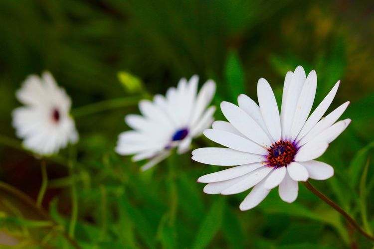 Close-up of white osteospermum flowers blooming in park