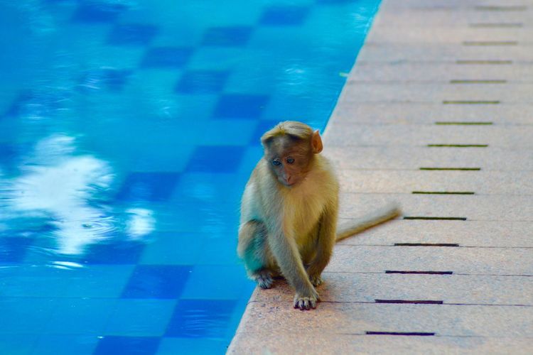 High angle view of monkey in swimming pool